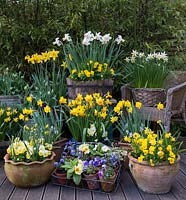 Spring bulb container display. Clockwise - far left to right -  Narcissus obvallaris, N. 'Jetfire', N. Rijnveld's 'Early Sensation', Narcissus cyclamineus 'Cotinga', N. 'Jack Snipe' and N. obvallaris again. Violas and primulas in little pots.