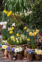 Spring container arrangement. Clockwise, left to right -  Narcissus 'Double Smiles' with yellow violas, Narcissus cyclamineus 'Cotinga', N. obvallaris,  N. 'Jack Snipe', N. jonquilla 'Derringer'. Violas and Primulas in small pots.