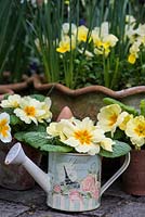 Litte watering can of primulas.
