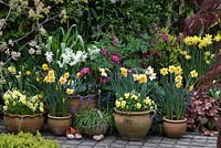 A spring container display with Narcissus 'Derringer', 'Orangerie' and 'Silver Chimes', with Liriope, muscari, viola and Lamprocapnos spectabilis behind.