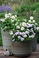 White themed containers planted with white trailing verbena, Dahlietta Select 'Blanca', white surfinia petunias and Victoria Aster.