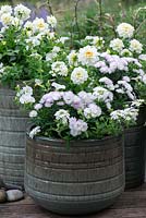 White themed containers planted with white trailing verbena, Dahlietta 'Select Blanca', white surfinia petunias and Victoria Aster, a diminutive aster that opens pure white, ageing with a pinkish tinge.
