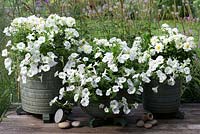 White themed glazed pots planted with white trailing verbena, Dahlietta 'Select Blanca' and white surfinia petunias, a display now establshed for 2 months.