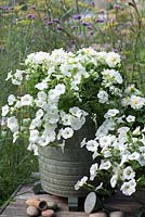 White themed glazed pots planted with white trailing verbena, Dahlietta 'Select Blanca' and white surfinia petunias