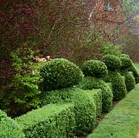 Buxus sempervirens - Box hedge clipped into charming series of repeated shapes.