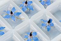 Add the borage flowers to the filled ice cube tray.