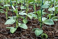 Recently planted Broadbeans 'Masterpiece Long Pod' young plants
