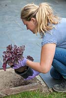Woman planting a Heuchera in prepared hole in gravel garden before weed suppressing membrane is laid down.