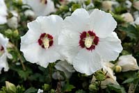 Hibiscus syriacus 'Red Heart'