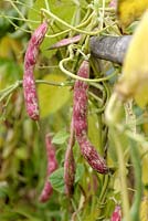 Phaseolus vulgaris - Climbing Bean 'Borlotto Lingua di Fuoco' - Borlotti Firetongue Bean