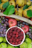 Autumn fruiting Raspberries 'Autumn Bliss' freshly harvested with seasonal fruits in a trug