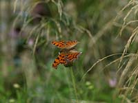 Polygonia c-album - Comma butterfly pauses on a flower amidst grasses.