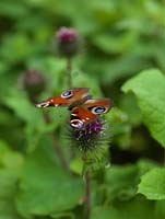 Peacock butterfly - Inachis io is one of the UK's most common garden visitors, searching for nectar on a wide range of flowers, such as lesser burdock - Arctium minus