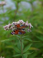 Peacock butterfly - Inachis io is one of the UK's most common garden visitors, searching for nectar on a wide range of flowers, such as Hemp-agrimony - Eupatorium cannabinum