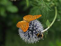 Silver-washed fritillary - Argynnis paphia lives in woods and hedged lanes. Here sharing a globe thistle - Echinops ritro with a bumble bee.