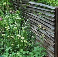 Weathered wooden arris rails nailed to upright wooden posts make an unusual screen, protection and backdrop between planting.