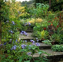 York stone steps ascend past blue plumbago, dahlia, alchemilla, abutilon, succulents, allium and Stipa gigantea, set against backdrop of South Downs.