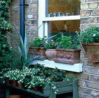 Kitchen window sill has pots of parsley, viola, sage and thyme above planting table.