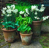 On moss clad stone floor, terracotta pots filled with white daffodils, Narcissus Ice Wings, and newly unfurled hostas. 