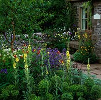 Anchusa azurea 'Loddon Royalist', Artemisia, Euphorbia, Verbascum 'Gainsborough', honesty and aquilegias 'Ruby Port', 'Yellow Queen' and 'Crimson Star'.