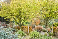 A pair of Ulmus glabra 'Lutescens' mark the transition from the Hot Garden to the Foliage Garden at RHS Rosemoor.