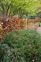 A pair of Ulmus glabra 'Lutescens' mark the transition from the Hot Garden to the Foliage Garden at RHS Rosemoor with beech hedge below and plants including Liriope muscari, skimmia and Miscanthus sinensis 'Yakushima Dwarf'.