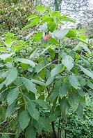 Fuchsia boliviana. 