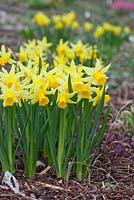 Narcissus 'February Gold', May, Holter, Norway