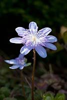 Hepatica transsilvanica 'Ellison Spence', May, Holter, Norway