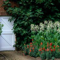 Old white wooden door in brick wall edged by fig and bed of Antirrhinum majus 'Ribbon Bronze' with Nicotiana sylvestris 'Only the Only'
