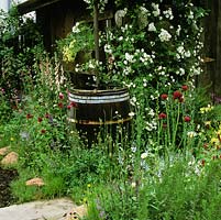 Wooden barrel create water butt fed by downpipe to collect water from shed roof. Edged in roses, cirsium, foxgloves and ragged robin.