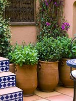 Moroccan courtyard with terracotta pots containing different varieties of mint.