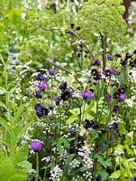 Angelica, foxglove, aquilegia, cirsium and garlic in naturalistic, meadow style planting.