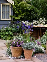 Colourful summer pots of gazania, silvery Convolvulus cneorum and diascia on quiet terrace in front of summerhouse.