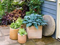 By summerhouse, pots of hosta, lettuce and chilli peppers.