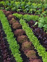 Vegetable beds with rows of carrots, lettuce, parsley, beetroot, chard and beans.