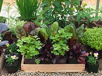 Young plants - vegetables, herbs and violas are grown in the warmth of a greenhouse.