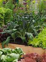 Raised vegetable beds planted with rows of lettuce - Nymans, Lollo Rosso and Frilled, peas, pak choi,  and Cavolo nero, an Italian form of cabbage.
