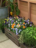 Box of mixed pansy plants, herbs and peppers in corner of potting shed.
