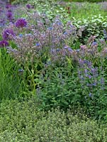 Herbs planted in an informal border, including borage, salvia and thyme.