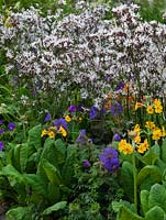 Moisture loving plants in combination - Lychnis flos cuculi White Robin, Primula candelabra and Geranium himalayense.