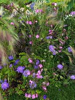 An insect friendly border containing Scabiosa caucasica, Silene dioica and Hordeum jubatum.