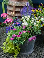 A metal bucket planted with annuals including Viola, Pelargonium, Osteospermum, Lobelia and Leucanthemum.