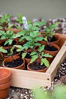 Young tomato plants grown under cover in a greenhouse.