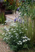 Thriving in a gravel garden, a blend of white Ammi manjus and anthemis with blue lavender and Stipa tenuissima.