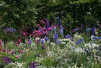 Study in pink, blue and white with pink dahila, lupin and phlox, blue delphinium, salvia and agapanthus and white agapanthus  guara.