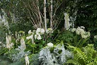 A white themed border of Comos, Agaopanthus, Hydrangea, Guara, Delphinium around a multi-stemmed birch
