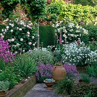 On left, Rosa Fritz Nobis and purple Hesperis matronalis. To right, fragrant white stock - Matthiola incana above penstemon. Behind, Rosa Penelope and pleached lime hedge.