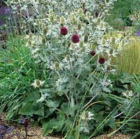 A clump of silvery Eryngium giganteum has merged with dark red  Allium drummondii in a drought tolerant gravel garden. Behind, agapanthus and ornamental grasses. Lovely contrast of maroon and silver.