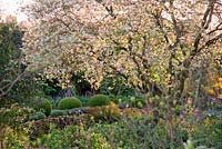 Amelanchier lamarckii blossom in woodland garden with colourful spring planting and Box balls 